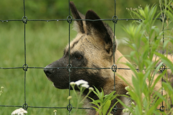 Zoo de Bale - 087